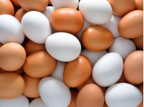 Зараженные опасным ядом яйца обнаружились в Восточной Европе