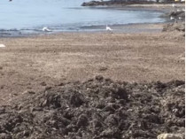 В Крыму на пляжах новая проблема &nbsp;— скопление водорослей
