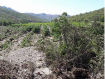В аннексированном Крыму селевым потоком уничтожены 80 га виноградников «Массандры» (фото)