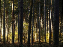 Президент подписал закон о запрете вырубки леса