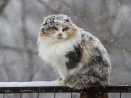 На Прикарпатье выпал первый снег (видео)