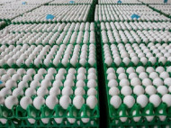 Следы фипронила в куриных яйцах выявлены в 45 странах мира