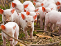 На Полтавщине из-за африканской чумы уничтожили 5 тыс. свиней