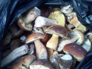 Полиция Киевщины предотвратила вывоз более 40 кг «фонящих» грибов из зоны ЧАЭС (фото)