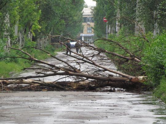 Упавшее дерево