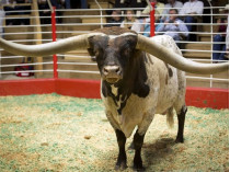 В Техасе за 165 тысяч долларов продан бык с рогами рекордной длины 