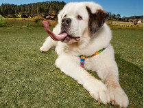 Сенбернар вошел в Книгу рекордов Гиннесса, как собака с самым длинным языком в мире (фото)