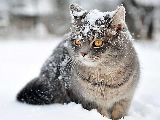 Снег, котик