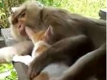 Обезьяна усыновила бродячего котенка в Таиланде (видео)
