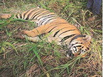 В Индии от удара током погибла тигрица-людоед, убившая четырех человек 