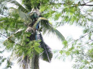 Филиппинца силой сняли с пальмы, на которой он просидел три года (видео)