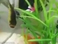 Пользователей интернета озадачила рыбка без головы, активно плавающая в аквариуме (фото, видео)