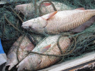 В Чернобыльской зоне задержали браконьеров, у которых изъяли 800 килограммов рыбы, предназначенной для продажи в Киеве