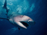 Британский дайвер, удирая от заинтересовавшейся им акулы, проплыл 7,5 километра за три часа (фото)
