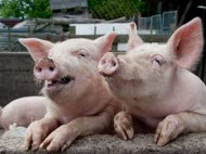 Россия расширила санкции против Запада, запретив ввоз свиней и субпродуктов 