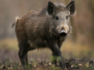 На Полтавщине начнут отстреливать диких кабанов с целью не допустить распространения вируса африканской чумы свиней