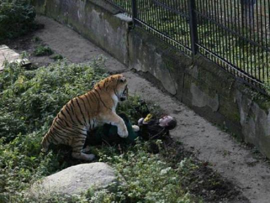 Тигр напал на женщину