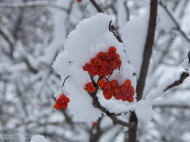 Синоптики рассказали, какую погоду принесет в Украину первый день зимы (фото)