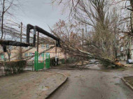 В Николаеве огромный тополь рухнул на территорию детского садика (фото)