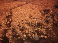 В результате ДТП в Днепре на дорогу высыпались несколько тонн мандаринов (фото)
