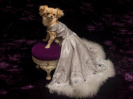 В Великобритании продают бальные платья для собак за 54 тысячи долларов (фото)