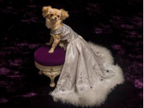 Бальное платье для собаки за 53 тысяч долларов