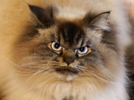 Звездами интернета стали «самый сердитый кот» и «самая изумленная кошка» в мире (фото)