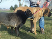 Мини-корова рядом с собакой