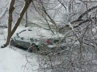 В центре Киева упавшее под весом снега дерево повредило несколько автомобилей (фото)