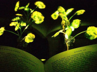 Американские ученые создали светящиеся в темноте растения (видео)