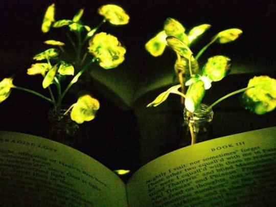 Светящиеся растения освещают книгу