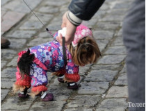 Накануне года желтой земляной собаки в Кременчуге устроили парад собак