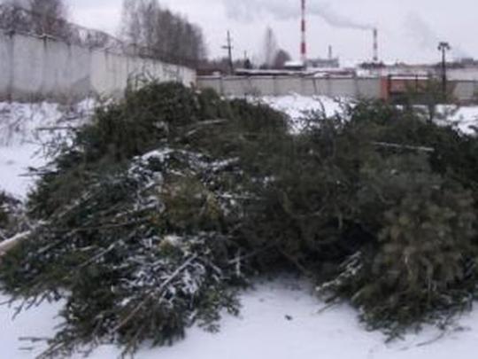 С 12 января в каждом районе Киева начнут прием елок и сосен 