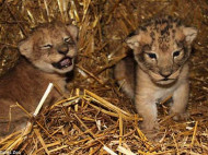 В шведском зоопарке убили девять здоровых «лишних» львят (фото)