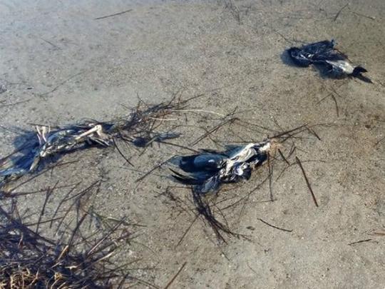 Массовая гибель птиц на Херсонщине: пернатые отравились в Крыму?