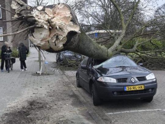 Машина, на которую рухнуло дерево