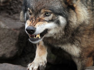 В Ривненской области 70-летняя бабушка отбилась от бешеного волка