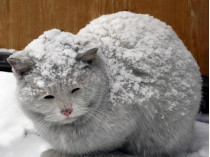 Бездомный кот, зима
