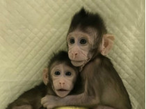 Клонированные обезьянки