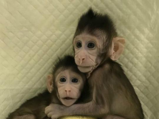 Клонированные обезьянки
