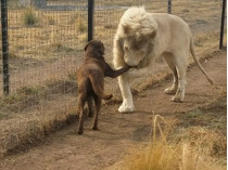 Кадр из видео: лев целует лапу собаке