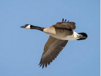 Goose fly