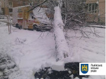 Непогода во Львове: рухнуло более 90 деревьев