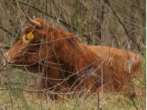 Корова Хермиен в лесу
