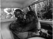 Снимок гориллы, обнимающей человека