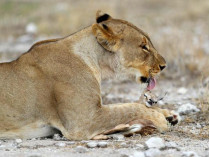 Львица вылизывает детеныша антилопы