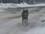 Ручной волк устроил настоящий переполох в селе на Тернопольщине