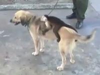 Обезьяна сидит на спине у собаки