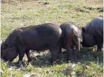 Вьетнамские свиньи 