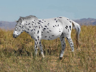 Ученые лишили лошадь Пржевальского "звания" предка всех скакунов мира